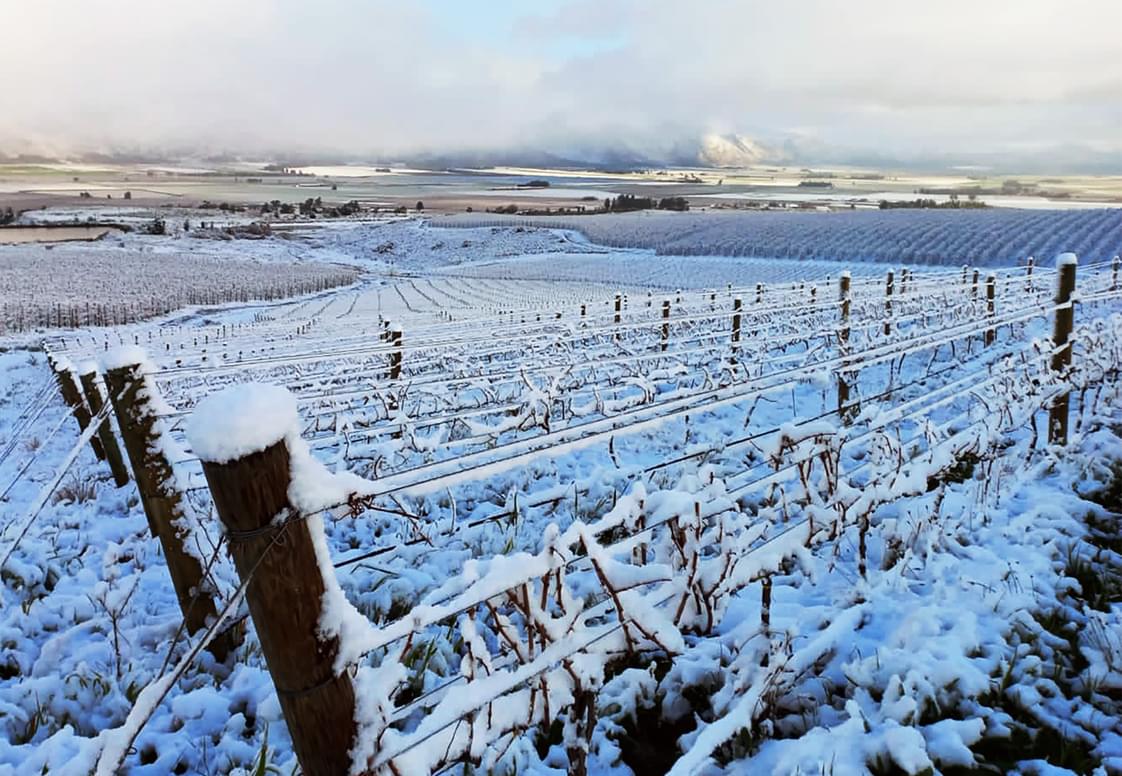 Cirrus PN Vineyard - winter 2021.jpg Cirrus PN Vineyard - winter 2021.jpg