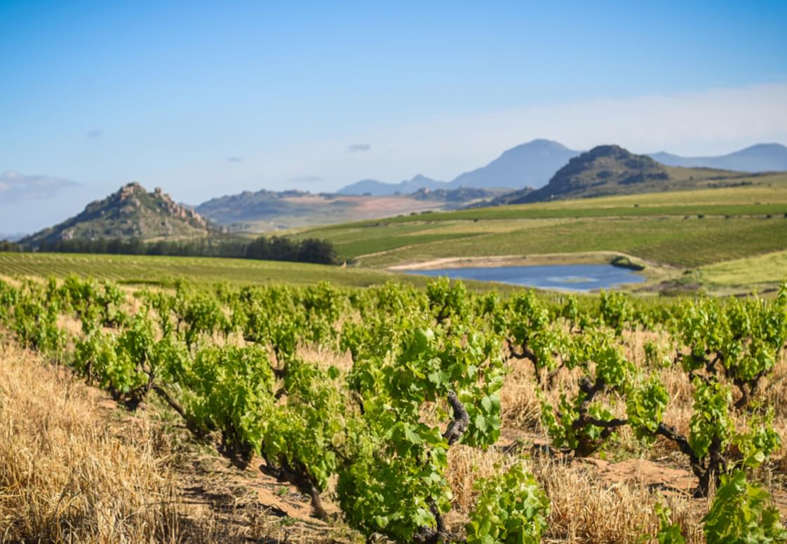 Donkiesbaai Vineyards.jpg Donkiesbaai Vineyards.jpg